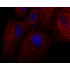LiFluor™ 680 Fluorescent Dye (5 mg)
