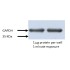 HRP Goat Anti-Rabbit IgG (H+L) (100 μl)