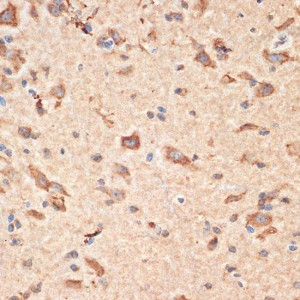 KO-Validated Bax Rabbit pAb (20 μl)