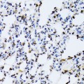 KD-Validated ERK1 Rabbit pAb (20 μl)