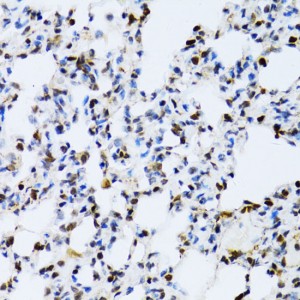 KD-Validated ERK1 Rabbit pAb (20 μl)