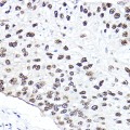 KO-Validated NBS1/NBN Rabbit pAb (20 μl)