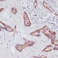 KO-Validated Rap1A Rabbit pAb (20 μl)