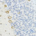 KO-Validated LRRC59 Rabbit pAb (20 μl)