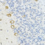 KO-Validated LRRC59 Rabbit pAb (20 μl)