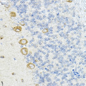 KO-Validated LRRC59 Rabbit pAb (20 μl)