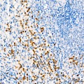 KO-Validated ANXA1 Rabbit pAb (20 μl)