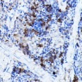 KO-Validated ERK2 Rabbit pAb (20 μl)