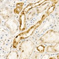 KO-Validated NADPH oxidase 4 (NOX4) Rabbit pAb (20 μl)