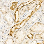 KO-Validated NADPH oxidase 4 (NOX4) Rabbit pAb (20 μl)