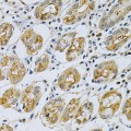 KO-Validated SERPINB5 Rabbit pAb (20 μl)