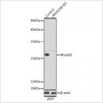 KO-Validated RhoGDI Rabbit pAb (20 μl)