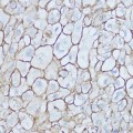 KO-Validated CD44 Rabbit pAb (20 μl)