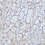 KO-Validated CD44 Rabbit pAb (20 μl)