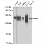 KO-Validated EHMT2 Rabbit pAb (20 μl)