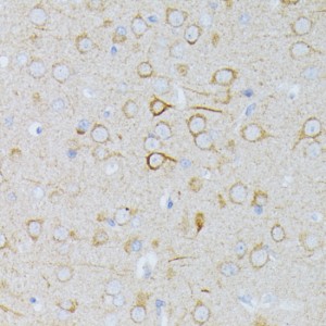 KO-Validated MEK1 Rabbit pAb (20 μl)