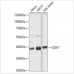 KO-Validated CDK7 Rabbit pAb (20 μl)