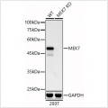 KO-Validated MEK7 Rabbit mAb (20 μl)