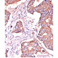 KO-Validated IFITM3 Rabbit pAb (20 μl)