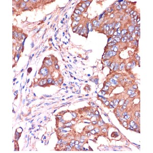 KO-Validated IFITM3 Rabbit pAb (20 μl)