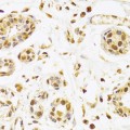 KO-Validated SEPHS1 Rabbit pAb (20 μl)