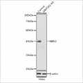 KO-Validated MEK2 Rabbit pAb (20 μl)