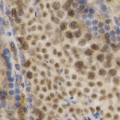 KO-Validated HuR/ELAVL1 Rabbit pAb (20 μl)