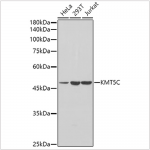 KO-Validated KMT5C Rabbit pAb (20 μl)