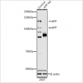 KO-Validated APP Rabbit pAb (20 μl)