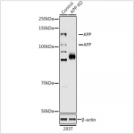 KO-Validated APP Rabbit pAb (20 μl)