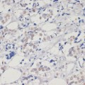KD-Validated DNMT1 Rabbit pAb (20 μl)
