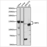 KO-Validated SIRT1 Rabbit pAb (20 μl)