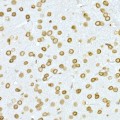 KO-Validated Lamin A/C Rabbit pAb (20 μl)