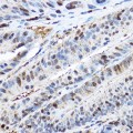 KO-Validated CDK2 Rabbit pAb (20 μl)