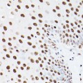 KO-Validated PSME3 Rabbit pAb (20 μl)