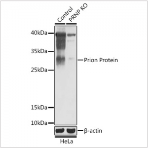 KO-Validated Prion Protein Rabbit pAb (20 μl)