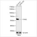 KO-Validated PAK2 Rabbit pAb (20 μl)