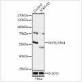 KO-Validated MST1/STK4 Rabbit pAb (20 μl)