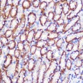 KD-Validated LDHA Rabbit pAb (20 μl)