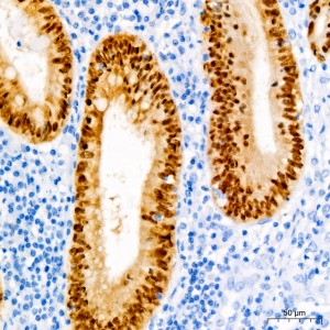 KD-Validated CDX2 Rabbit mAb (20 μl)
