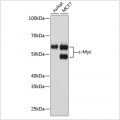 KO-Validated c-Myc Rabbit mAb (20 μl)