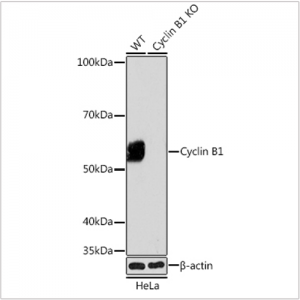 KO-Validated Cyclin B1 Rabbit mAb (20 μl)