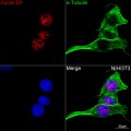 KO-Validated Cyclin D1 Rabbit mAb (20 μl)