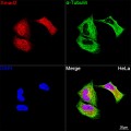 KD-Validated Smad2 Rabbit mAb (20 μl)