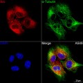 KO-Validated Src Rabbit mAb (20 μl)