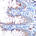 KD-Validated GPX4 Rabbit pAb (20 μl)
