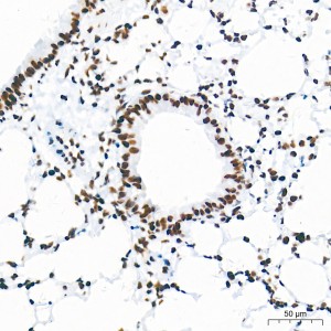 KO-Validated HDAC1 Rabbit mAb (20 μl)