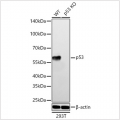 KO-Validated p53 Rabbit mAb (20 μl)