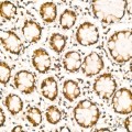 KO-Validated HuR/ELAVL1 Rabbit mAb (20 μl)