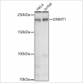 KD-Validated DNMT1 Rabbit mAb (20 μl)